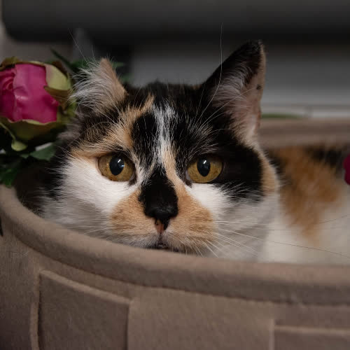 Koty ze schroniska do adopcji Pipi