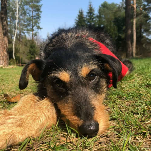 Psy ze schroniska do adopcji Kola