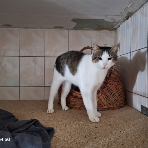 Koty ze schroniska do adopcji Maks