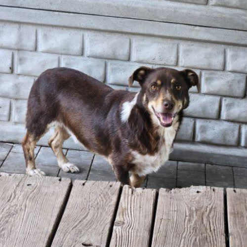 Psy ze schroniska do adopcji Kokos