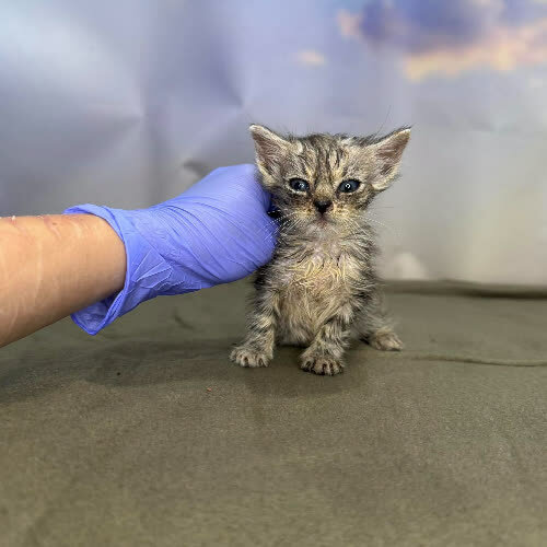 Koty ze schroniska do adopcji Jumbo