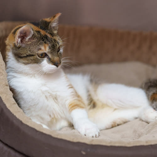 Koty ze schroniska do adopcji Kociak kotka 