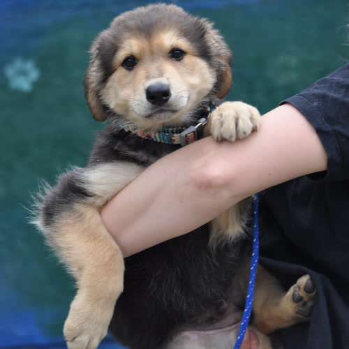 Psy ze schroniska do adopcji Cynamon