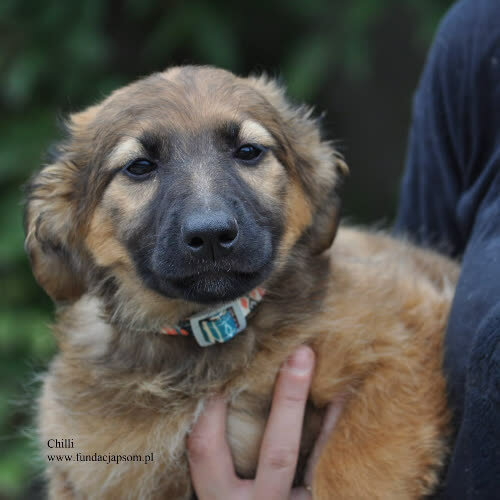 Psy ze schroniska do adopcji Chilli