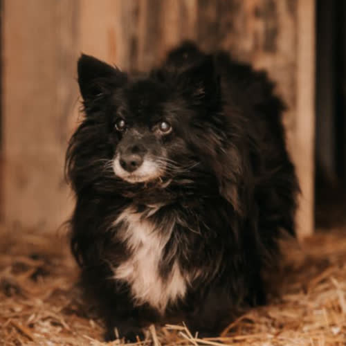 Psy ze schroniska do adopcji Arczi