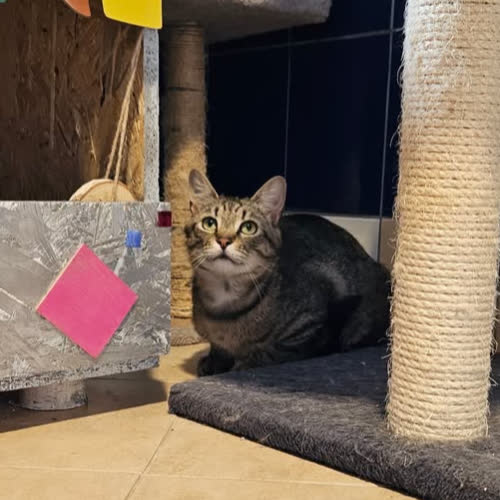 Koty ze schroniska do adopcji Lux 