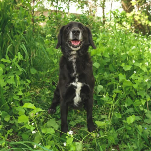 Psy ze schroniska do adopcji SUAREZ