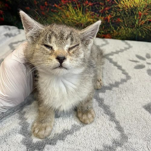 Koty ze schroniska do adopcji Migdałek