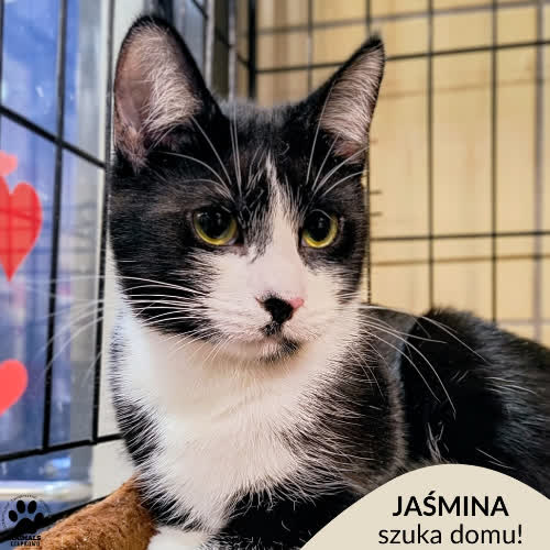Koty ze schroniska do adopcji Jaśmina