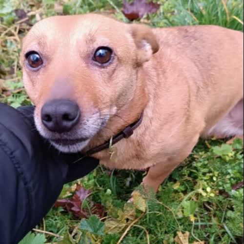 Psy ze schroniska do adopcji Frytka