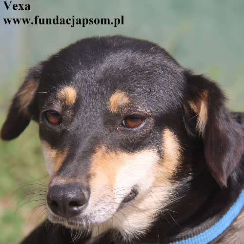 Psy ze schroniska do adopcji Vexa