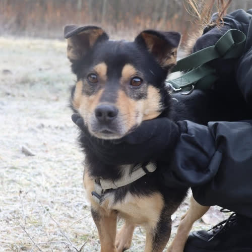 Psy ze schroniska do adopcji Nemo