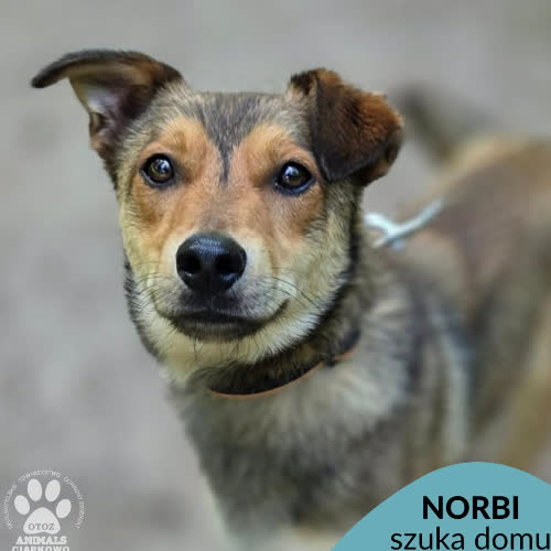 Norbi