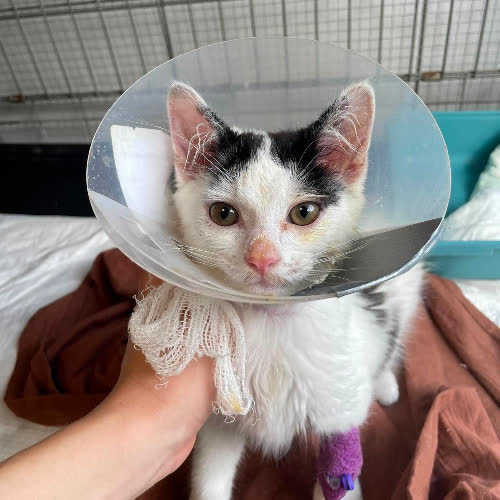 Koty ze schroniska do adopcji Wrotek