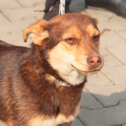 Psy ze schroniska do adopcji Sara