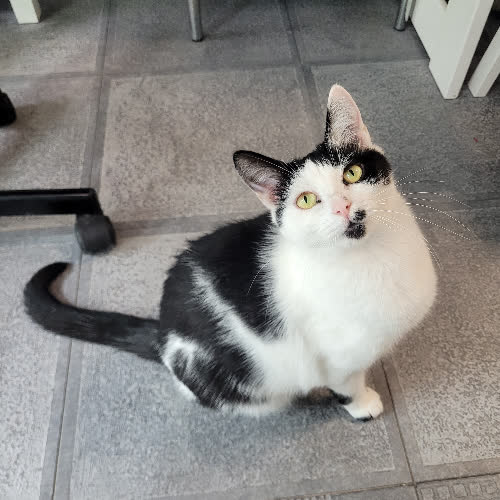 Koty ze schroniska do adopcji Tyfona