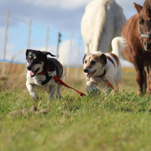 Psy ze schroniska do adopcji Pinky I Pajk