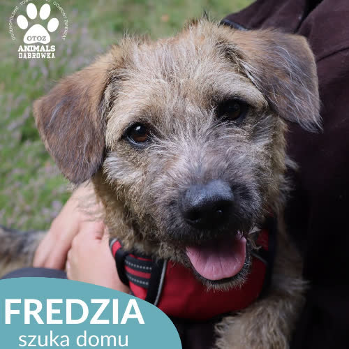 Psy ze schroniska do adopcji Fredzia