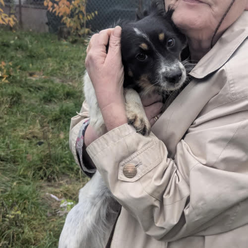 Psy ze schroniska do adopcji Biala