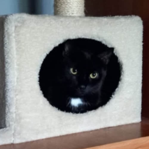 Koty ze schroniska do adopcji Koda