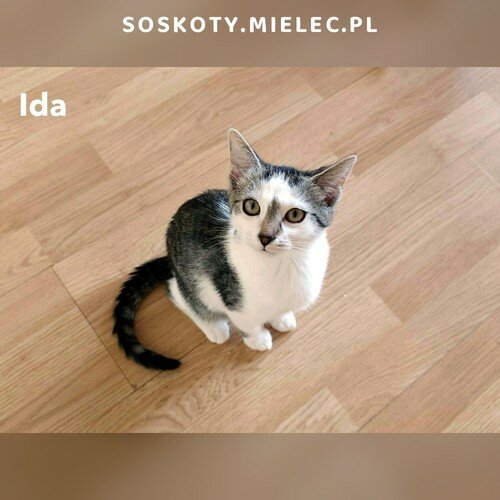 Ida