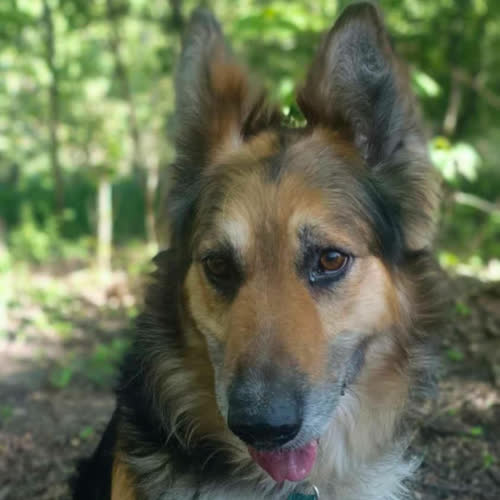 Psy ze schroniska do adopcji Owczarek Pezet