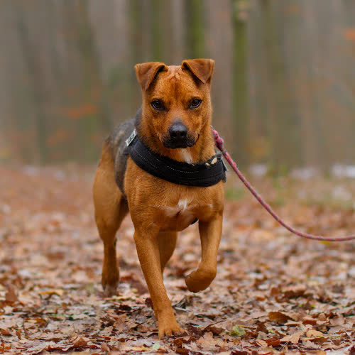 Psy ze schroniska do adopcji Niko