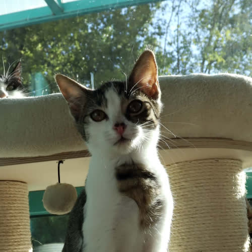 Koty ze schroniska do adopcji Krawat