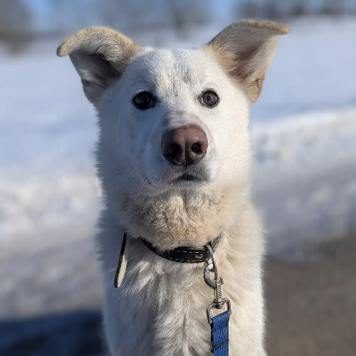 Psy ze schroniska do adopcji Orzech