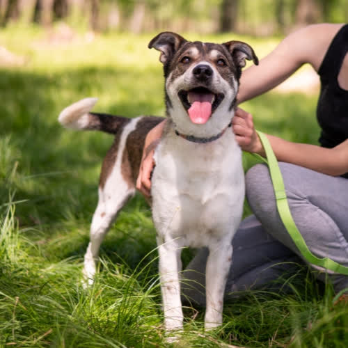 Psy ze schroniska do adopcji SMART