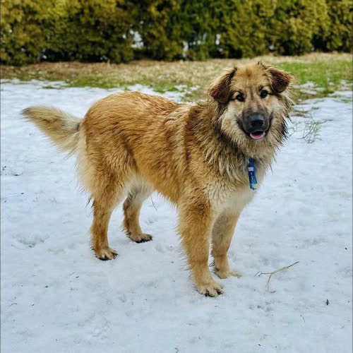 Psy ze schroniska do adopcji Lily