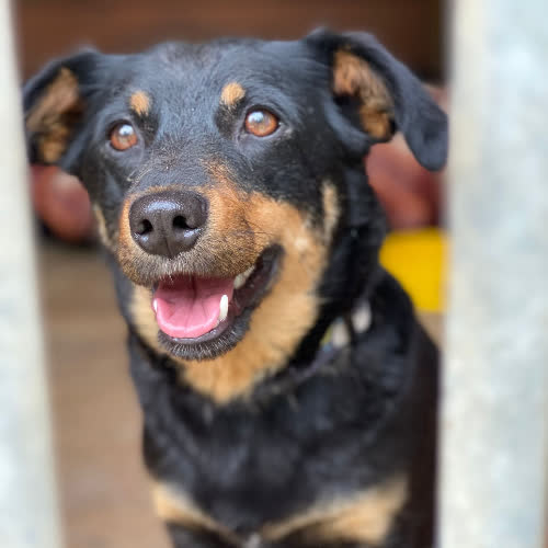 Psy ze schroniska do adopcji Luna