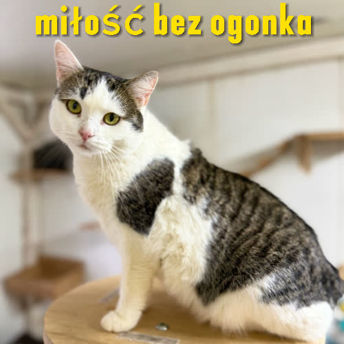 Nikita