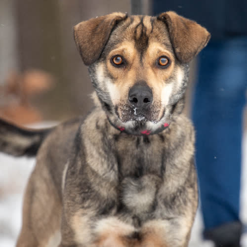 Psy ze schroniska do adopcji Onyx