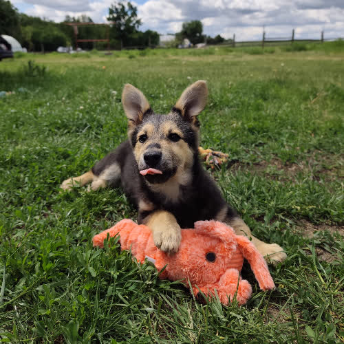 Milo