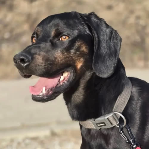 Psy ze schroniska do adopcji HEKTOR