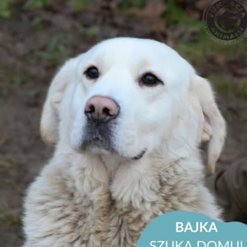 Bajka