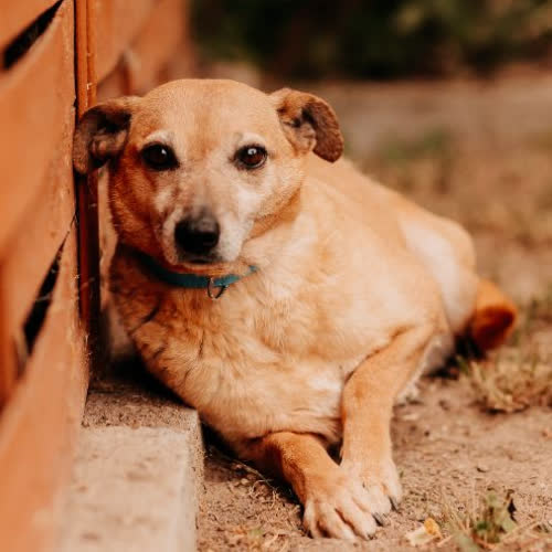 Psy ze schroniska do adopcji Migotka