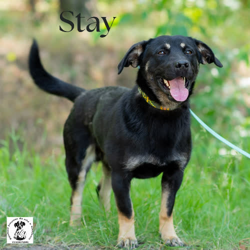 Stay 