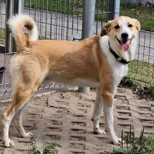 Psy ze schroniska do adopcji Tobiś