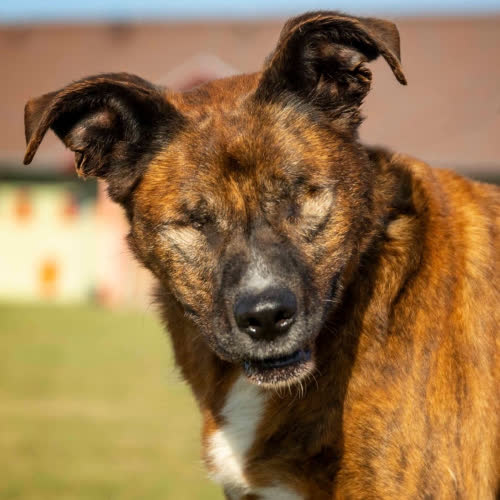 Psy ze schroniska do adopcji Forest