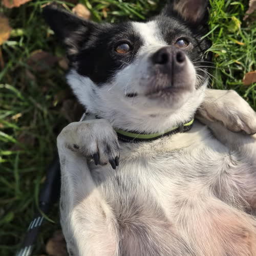 Psy ze schroniska do adopcji Lorenka 10 kg