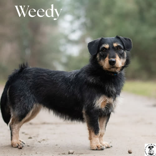 Ułożona WEEDY