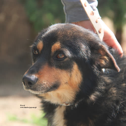 Psy ze schroniska do adopcji Precel