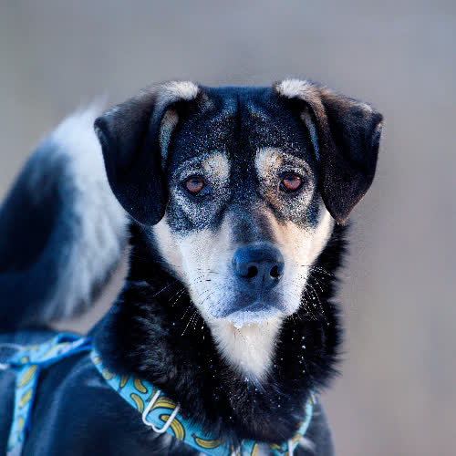 Psy ze schroniska do adopcji Gufi