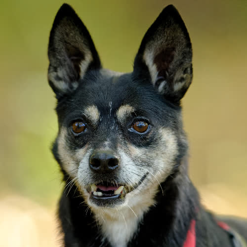 Psy ze schroniska do adopcji Maruś