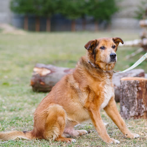 Psy ze schroniska do adopcji Kufel -12 kg 