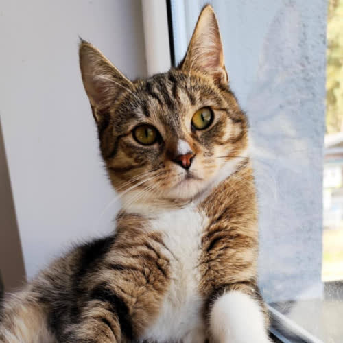 Koty ze schroniska do adopcji Alutka