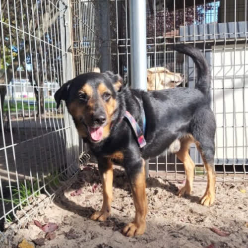 Psy ze schroniska do adopcji Miki