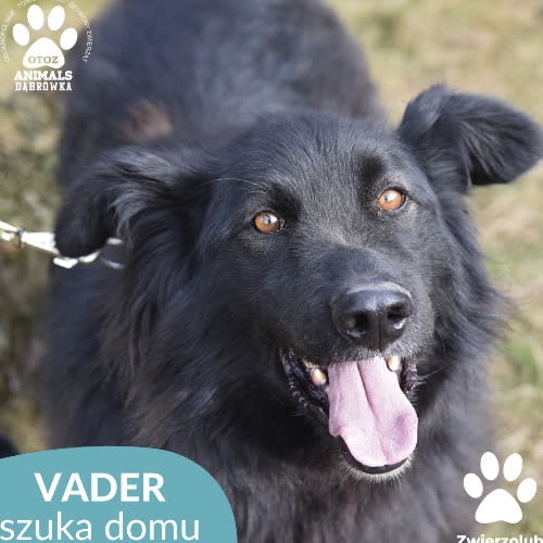 Vader